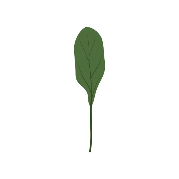 Hoja de col verde fresca, comida vegetariana saludable, hierba orgánica para cocinar vector Ilustración sobre un fondo blanco — Vector de stock