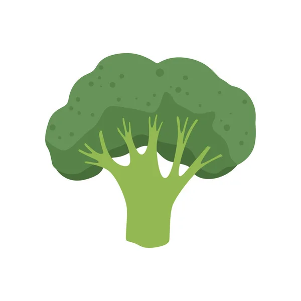 Brokolice zeleniny, vegetariánské zdravé potraviny vektorové ilustrace na bílém pozadí — Stockový vektor