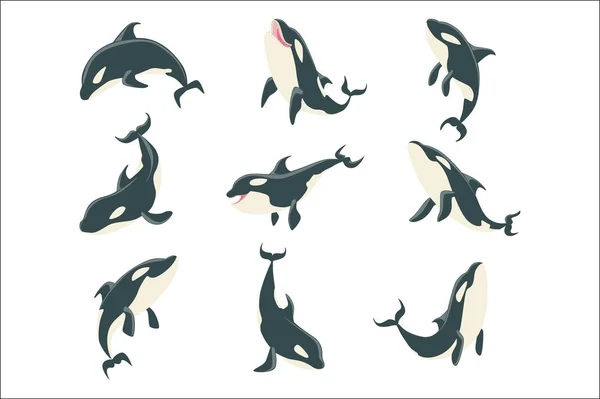 Baleine de l'Orque arctique Positions du corps différentes Série d'illustrations . — Image vectorielle