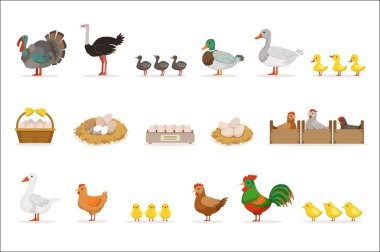 Et ve yumurta, organik tarım vektör çizimler hayvanlarla kümesi için yetiştirilen çiftlik kuşlar