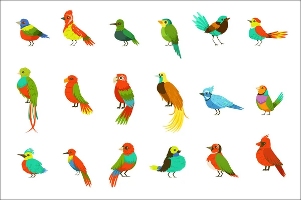 Exotiska fåglar från djungeln regnskog uppsättning färgglada djur inklusive arter av Paradise fåglar och papegojor — Stock vektor