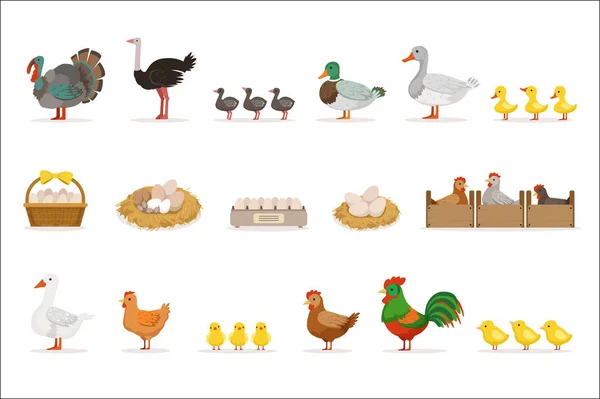 Farmy ptáků pěstované pro maso a vejce, ekologické zemědělství sada vektorové ilustrace se zvířaty — Stockový vektor