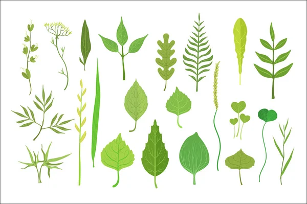Friss zöld levelek a fák, a bokrok és a fű a címke design. Természet és ökologia, rajzfilm részletes, színes illusztráció — Stock Vector
