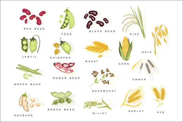 Plantes céréalières avec des noms mis à plat réaliste lumineux couleur infographie Illustration sur fond blanc . — Image vectorielle