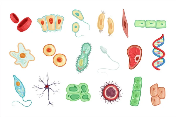 人类细胞解剖学设置的详细矢量插图 — 图库矢量图片