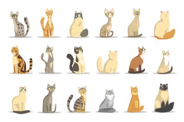 Kedi farklı doğurmak ayarla, şirin evde beslenen hayvan hayvan vektör çizimler
