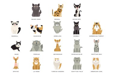 Düz yerli doğurmak-in cats