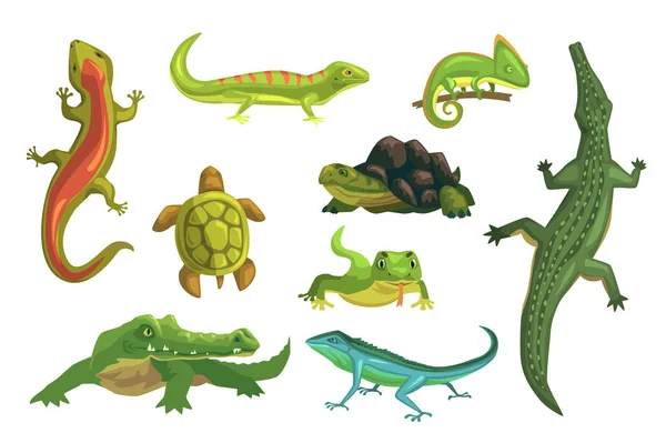 Reptiles and amphibians set of vector Illustrations — Stock Vector