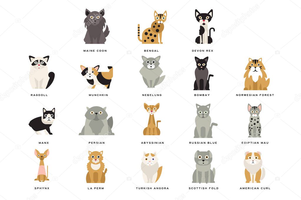 Flat domestic breeds of cats