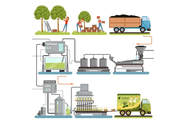 Olívaolaj termelési folyamat szakaszai, betakarítás olajbogyó, csomagolás, a kész termékek szállítása a fogyasztók vektor illusztrációk — Stock Vector
