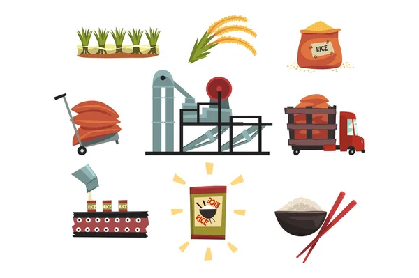 Modello infografico di produzione del riso dalla coltivazione alla coltivazione del prodotto finito, essiccazione, raccolta, trasporto in fabbrica, fresatura, confezionamento, prodotto pronto . — Vettoriale Stock