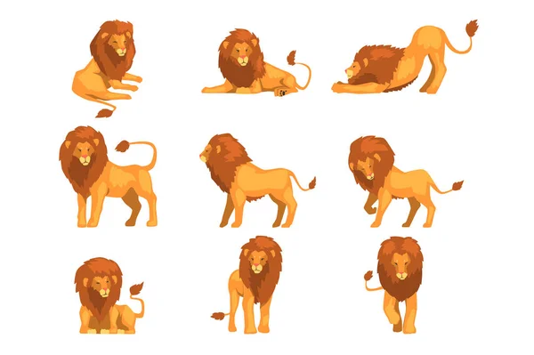 骄傲的强有力的狮子字符在不同的行动一套卡通矢量插图在白色背景下隔离 — 图库矢量图片