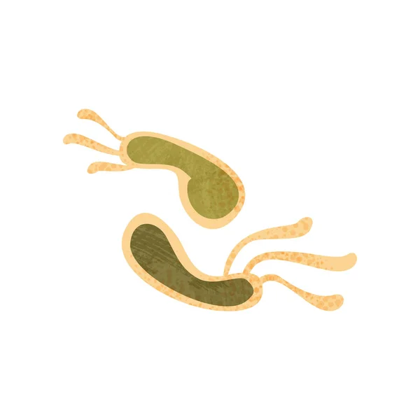 Illustration av gröna Helicobacter pylori. Bakterier med flageller. Biologi mikroorganism. Flat vektor med textur — Stock vektor