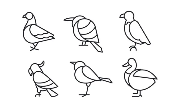 Ensemble vectoriel d'oiseaux en style linéaire. Pigeon, moineau, aigle, perroquet, canard et colibri — Image vectorielle