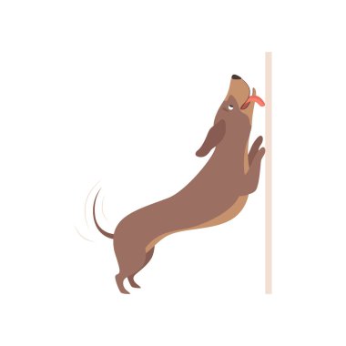 Komik eğlenceli safkan kahverengi daksund köpek vektör çizim beyaz bir arka plan