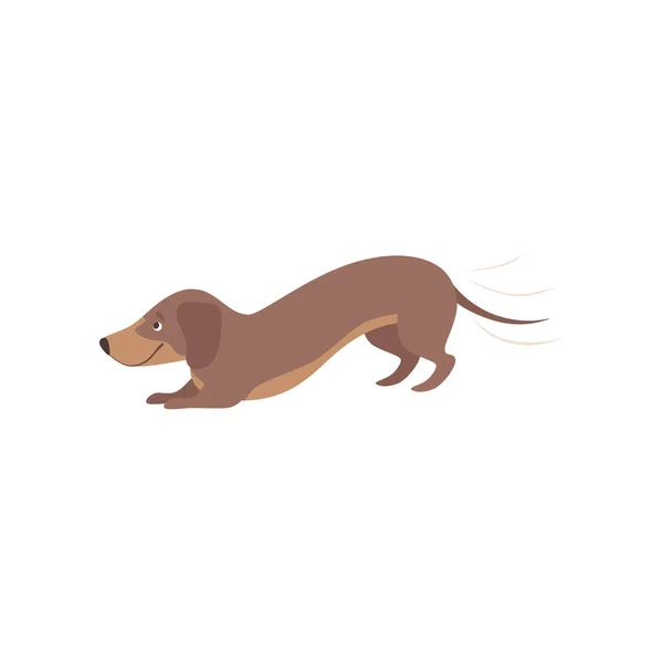 Purebred playful brown dachshund dog vector Illustration on a white background — Stock Vector