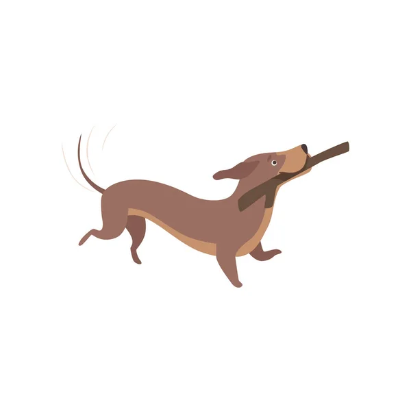 Čistokrevný jezevčík hnědý pes hraje s holí vektorové ilustrace na bílém pozadí — Stockový vektor