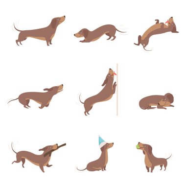 Komik eğlenceli safkan kahverengi daksund köpek faaliyetleri vektör çizimler üzerinde beyaz bir arka plan ayarlayın.
