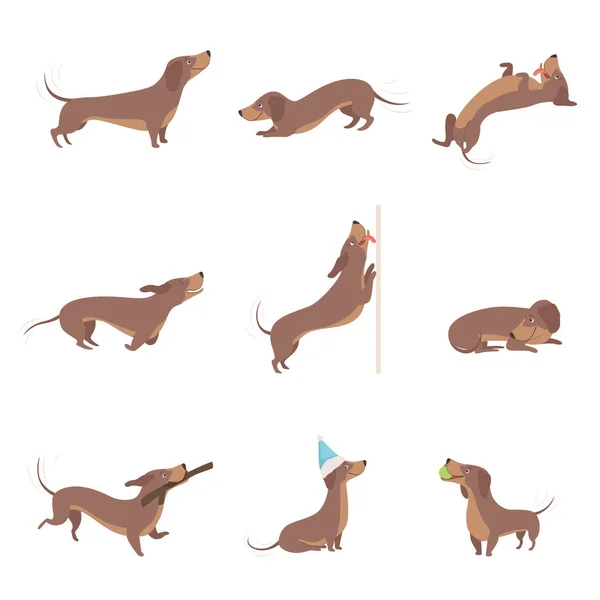 Divertente ludico purosangue marrone bassotto cane attività impostare vettoriale Illustrazioni su uno sfondo bianco — Vettoriale Stock
