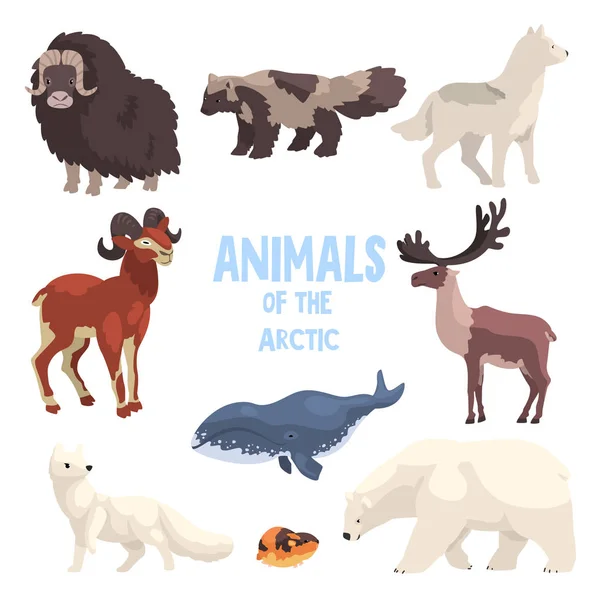 Sarkvidéki állatok, Sarki róka, Bölény, nyestkutya, wolf, hegyi kecske, gyilkos bálna, lemming, a medve vektoros illusztráció egy fehér háttér — Stock Vector