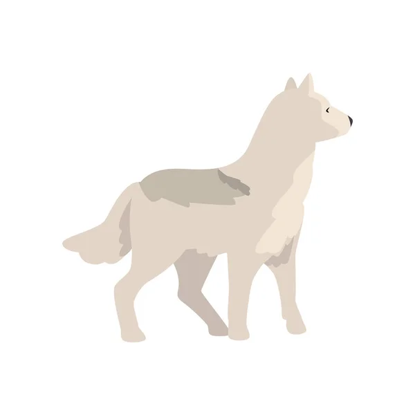 Polar wolf arctic animal vector Illustration on a white background — Stock Vector