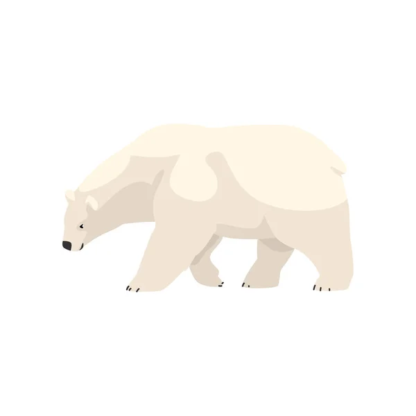 Белый белый медведь арктический вектор животных Иллюстрация на белом фоне — стоковый вектор