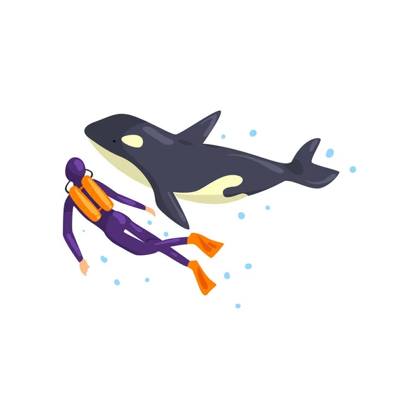 Animal trainer and orca performing in public in dolphinarium vector Illustration on a white background — Stock Vector