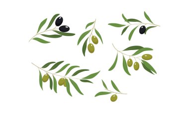 Yeşil ve siyah zeytin ile zeytin dalı üzerinde beyaz bir arka plan illüstrasyon vektör