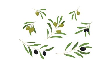 Zeytin dalı ile yaprakları ve zeytin koymak üzerinde beyaz bir arka plan illüstrasyon vektör