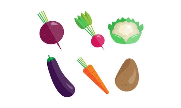 Collection of vegetables, beetroot, radish, cauliflower, eggplant, carrot, potato vector Illustration on a white background — Stock Vector