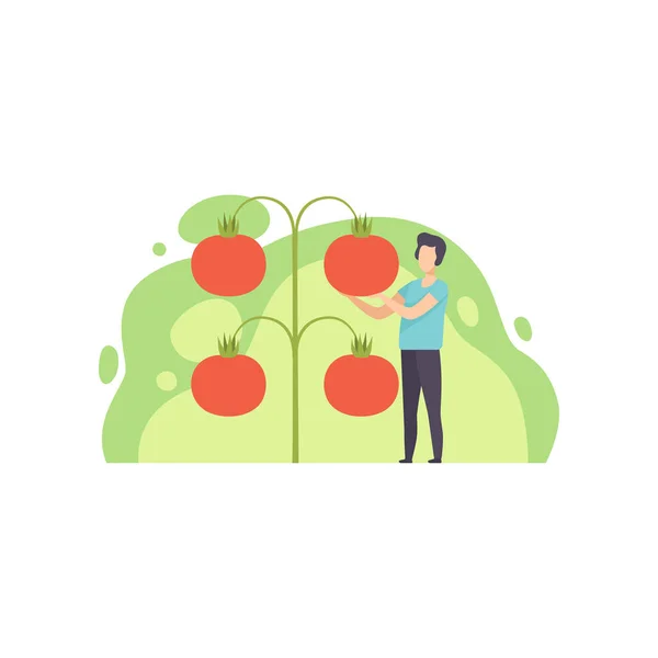 Jeune homme debout à côté du vecteur géant de tomates en croissance Illustration sur fond blanc — Image vectorielle
