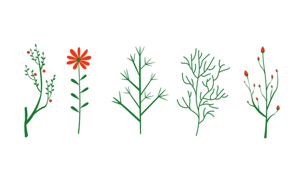 Conjunto de ervas e plantas, elementos botânicos vetor Ilustração sobre um fundo branco — Vetor de Stock