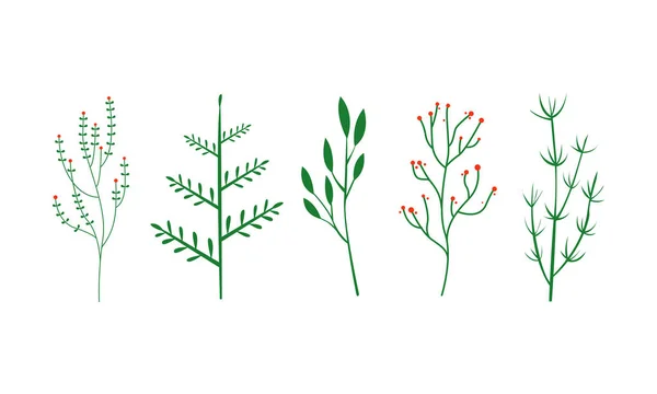 Conjunto de ervas culinárias, elementos botânicos vetor Ilustração sobre um fundo branco — Vetor de Stock