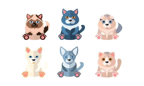 Verschiedene niedliche Katzen Set, Zeichentricktiere Haustiere sitzen Vektor-Illustration auf weißem Hintergrund — Stockvektor