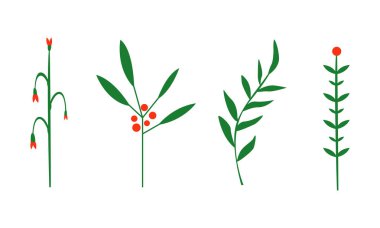 Otlar ve bitkiler seti, mutfak aroma otlar resimde beyaz bir arka plan üzerinde vektör