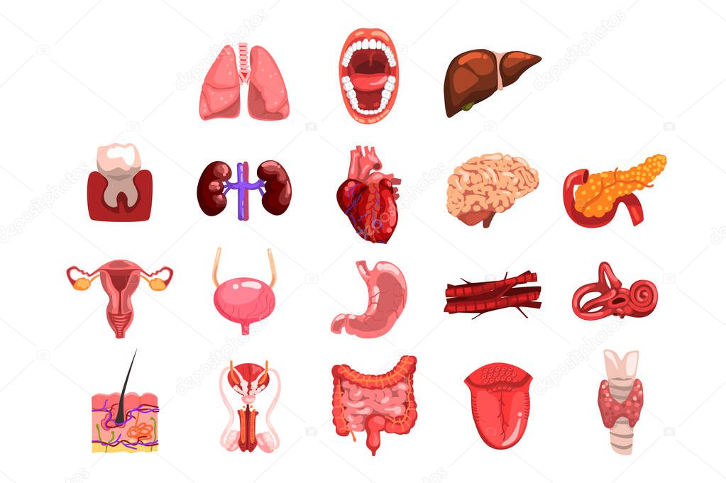 Human internal organs sett, tooth, heart, bladder, kidneys, lungs, liver, intestines, stomach, reproductive system vector Illustrations on a white background