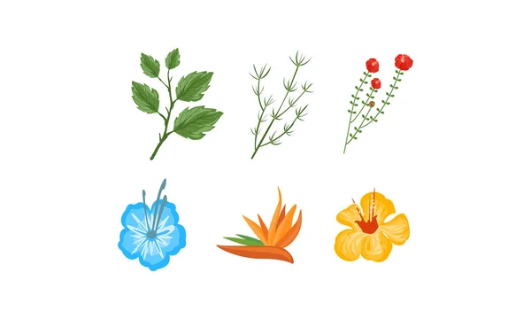 Plantas e flores coleção, elementos de design para convite, cartões de saudação, spa, produtos de cuidados de beleza vetor Ilustração — Vetor de Stock