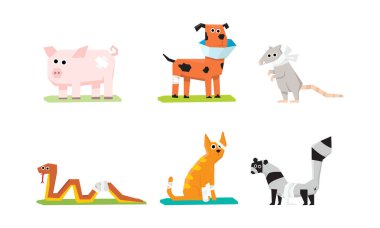 Hasta ve yaralı hayvanları, hayvan hastalıklarıyla ilgili kaygı, domuz, fare, kedi, yılan, köpek, rakun sıva ile ayarla ve bandaj illüstrasyon vektör