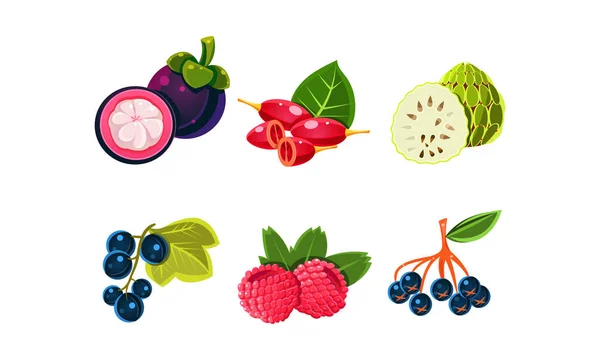 Fresh ripe fruits and berries set, mangosteen, sugar apple, synsepalum, currant, raspberry, black chokeberry vector Illustration on a white background — Stock Vector