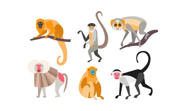 Collectie van apen van verschillende rassen vector illustratie op een witte achtergrond — Stockvector