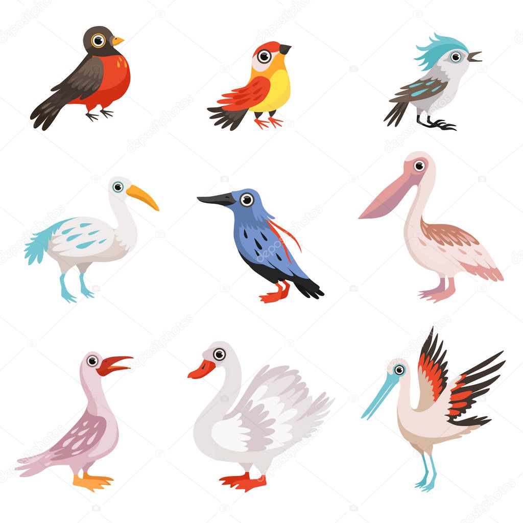 Collection of beautiful birds, crane, stork, swan, kingfisher, pelican, robin, finch, blue jay birds vector Illustration