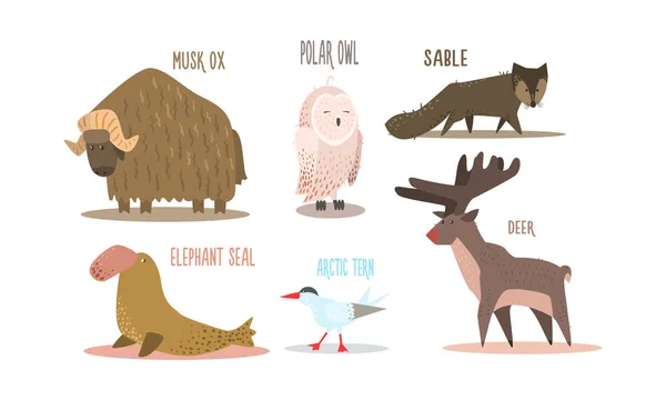 Coleção de animais do Árctico com nomes, coruja polar, boi almiscarado, zibelina, foca-elefante, tern árctico, vetor de veados Ilustração — Vetor de Stock