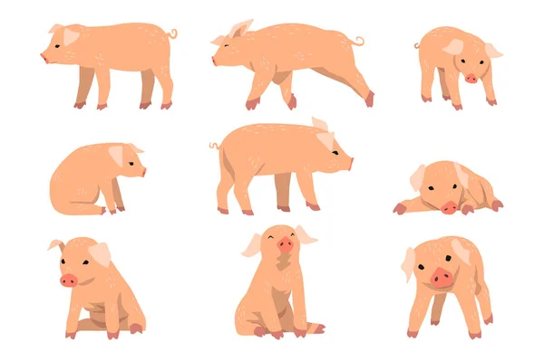 Lindo juego de cerditos, divertido cerdito en diferentes acciones conjunto de vectores de dibujos animados Ilustraciones aisladas sobre un fondo blanco — Vector de stock