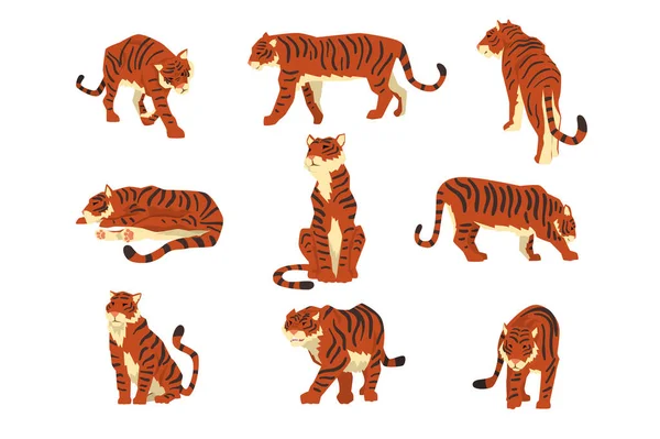 Tigre puissant dans différentes actions ensemble de vecteur de dessin animé Illustrations sur un fond blanc — Image vectorielle