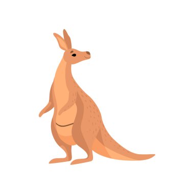 Kanguru, kahverengi Wallaby Avustralya hayvan karakter illüstrasyon vektör
