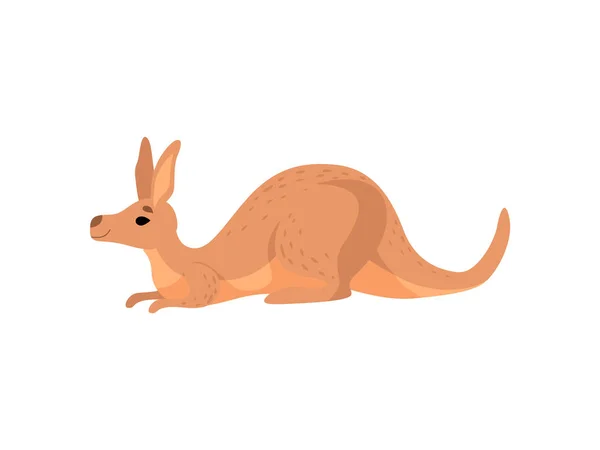 Brown Kangaroo mentiroso, bonito Wallaby Australian Animal Character Vector Ilustração —  Vetores de Stock