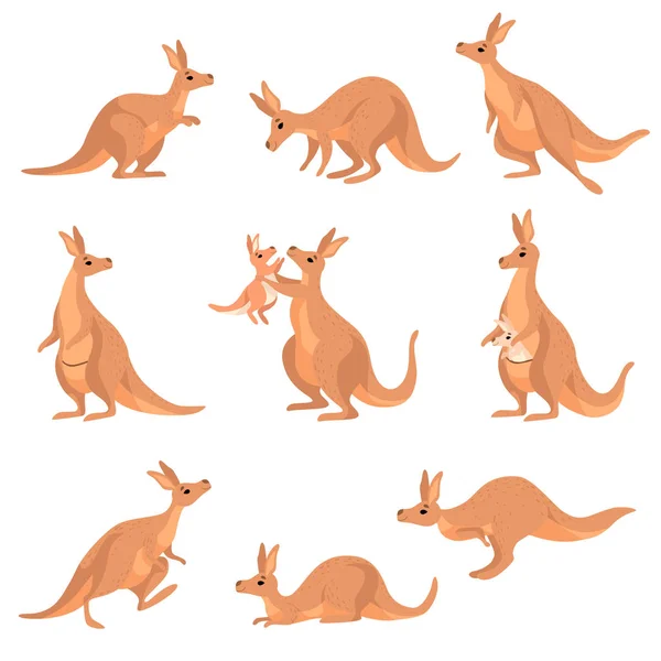可爱的棕色袋鼠集, 沃勒比澳大利亚动物字符在不同的诗向量插图 — 图库矢量图片