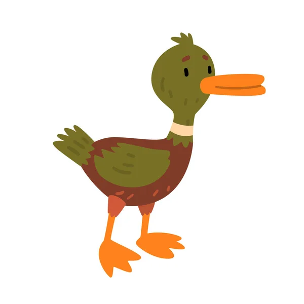 Mannelijke Mallard Duck, leuk grappig eendje stripfiguur Vector Illustratie — Stockvector