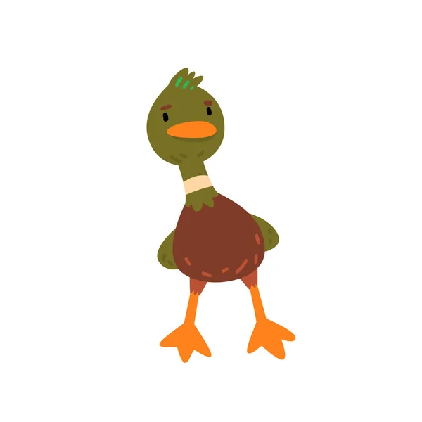 Mannelijke Mallard Duck, leuk grappig eendje Cartoon karakter Front weergeven vectorillustratie — Stockvector