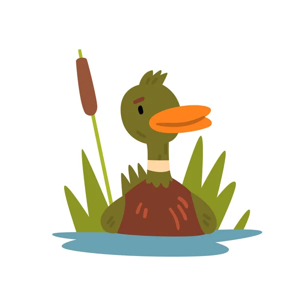 Cute Funny Male Mallard Duckling Cartoon Character Swimming in Lake or Pond Vector Illustration - Stok Vektor